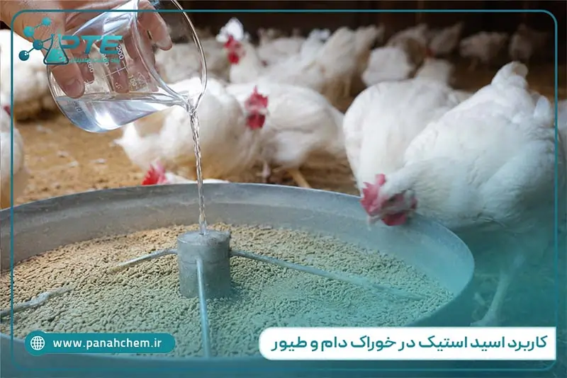 کاربرد اسید استیک در خوراک دام و طیور