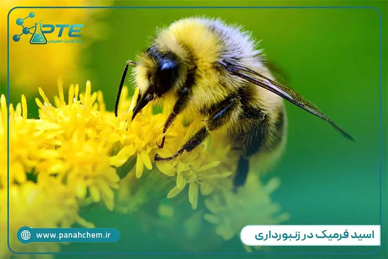 اسید فرمیک در زنبورداری؛ راهنمای کامل کنترل کنه واروآ